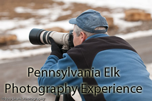 Pennsylvania Elk Photography Experience Photo Trip